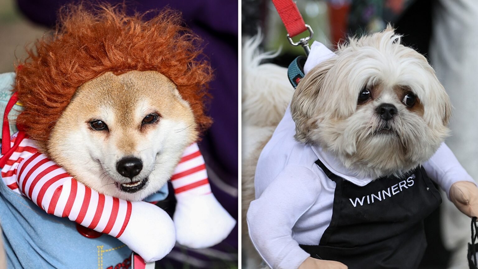 Dogs Show Off Halloween Costumes at Howl’oween Festival in Toronto