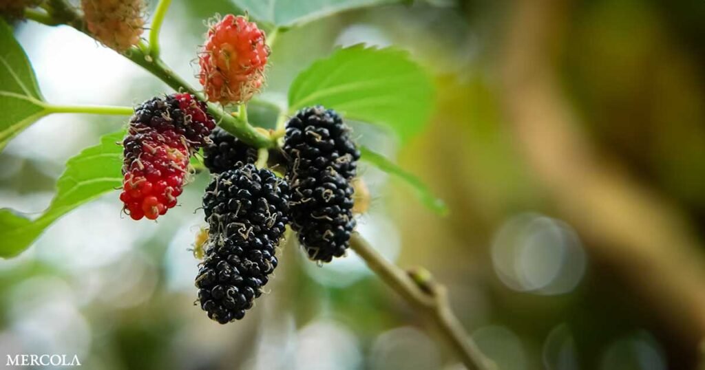 Do You Know Why Mulberry Trees Were Banned?