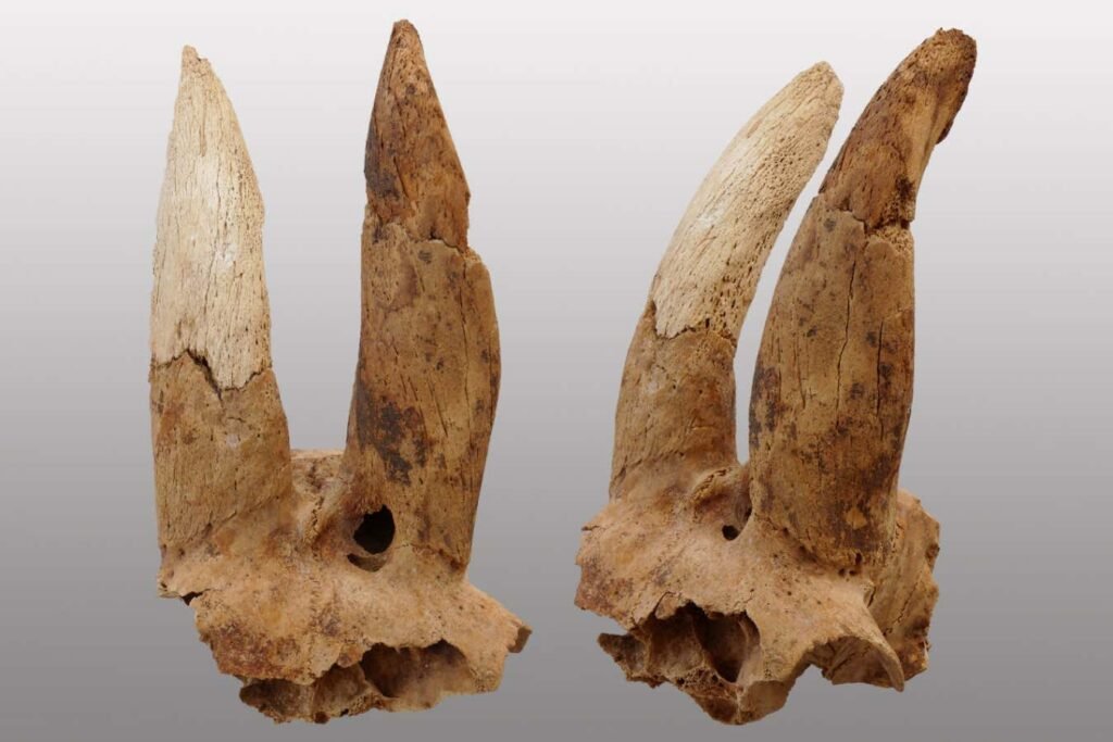 Ancient Egyptians shaped sheep’s horns – and we don’t know why