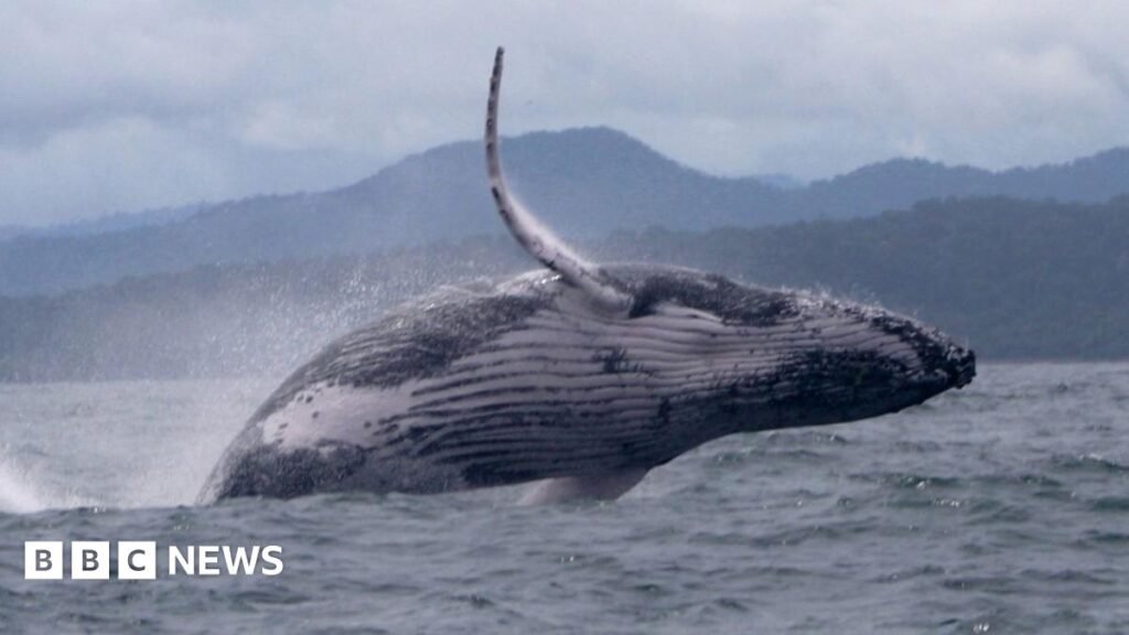 Whale makes epic migration, astonishing scientists