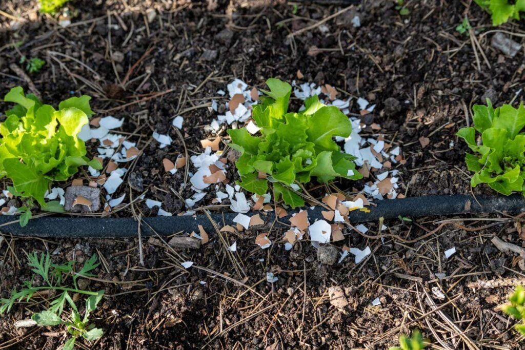 Why surrounding your plants with crushed eggshells won’t deter slugs