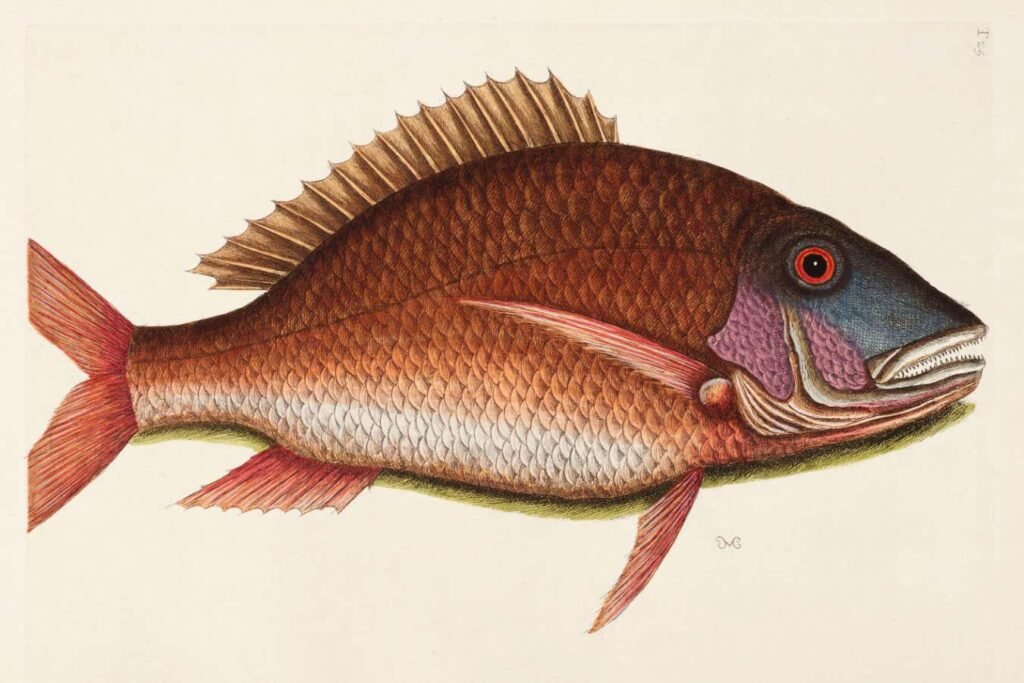 Intricate 18th-century illustrations of stunning flora and fauna