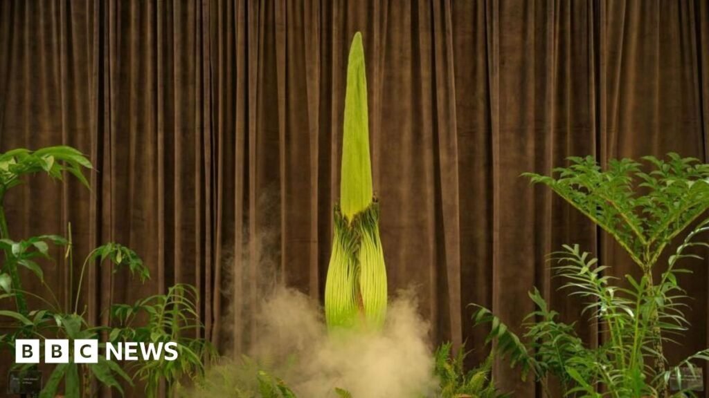 ‘We Watch The Flower’: Thousands await stinky plant’s rare bloom