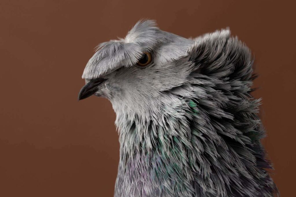 Fancy pigeons flaunt their feathers in this striking photo series