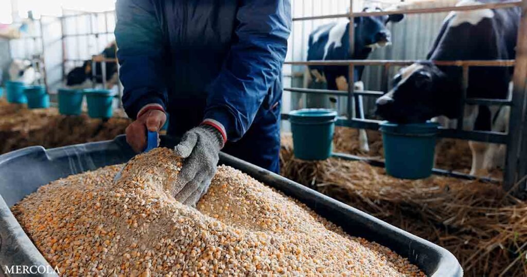 Big Business’ Latest ‘Solution’ – Engineering Cow Digestion for Profit