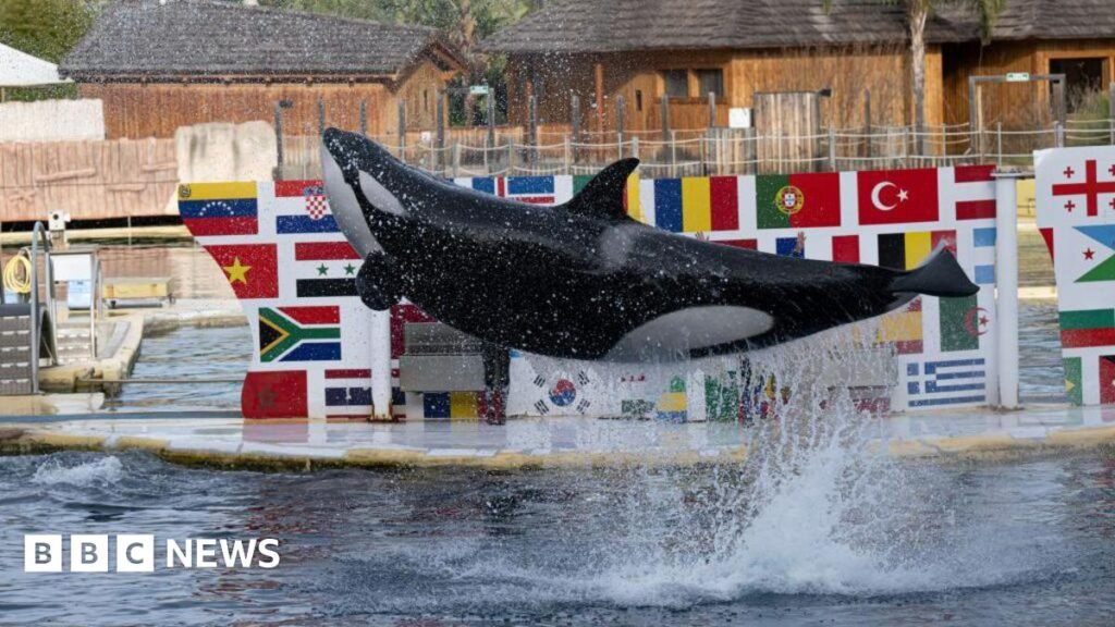 Marineland Antibes: Fate of orcas left uncertain after zoo shuts