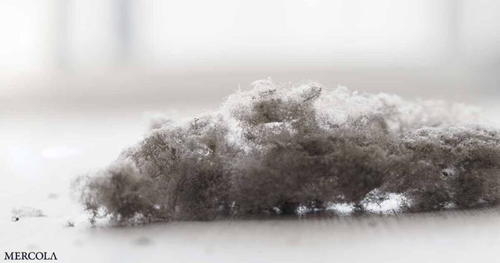 How Dust Mites Cause Asthma Attacks