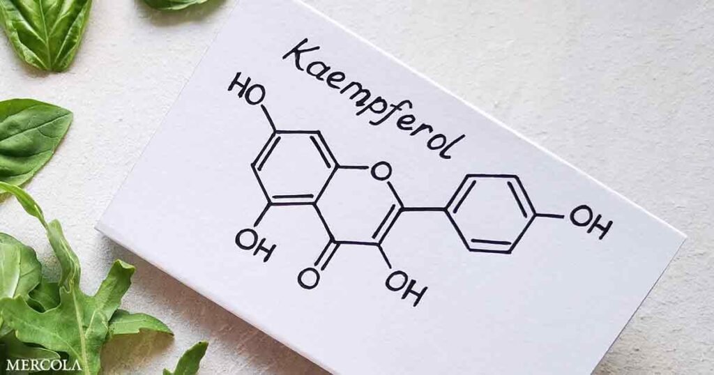 Kaempferol — A Potent Antiallergic Flavonoid