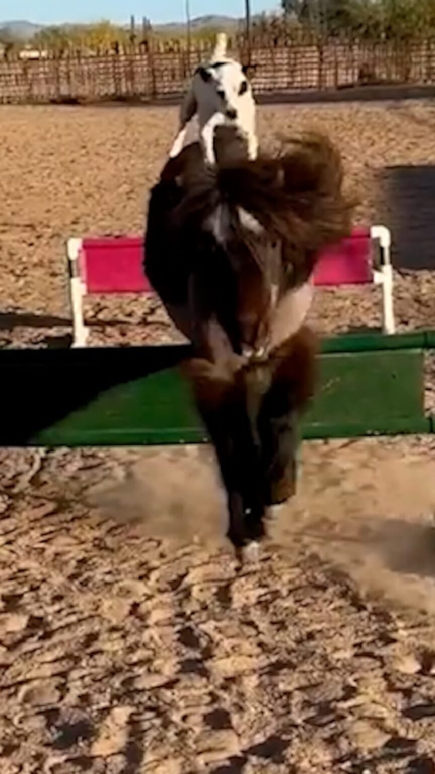 WATCH: Pup shows off impressive horse-riding skills