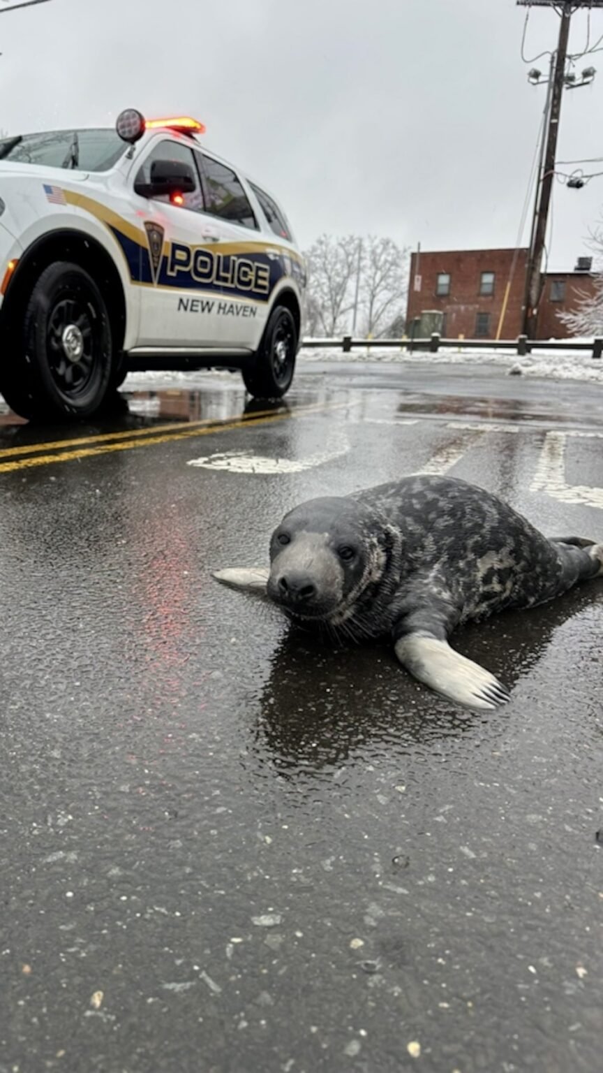 WATCH: Young seal found on busy road rescued by local aquarium