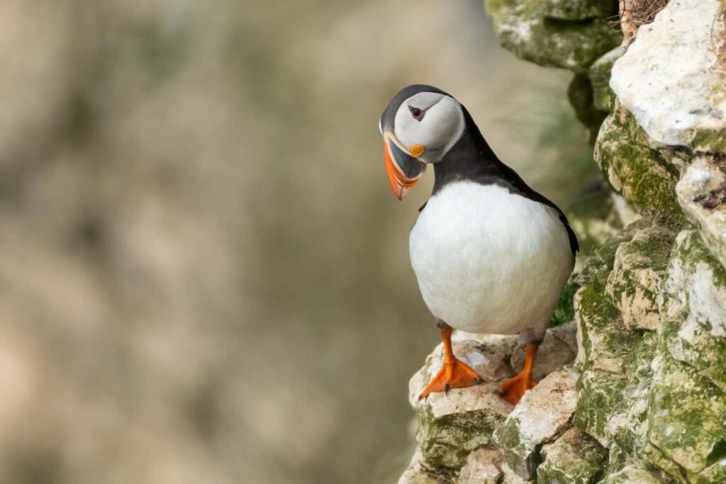 A spat over sand eels threatens puffins and other iconic seabirds