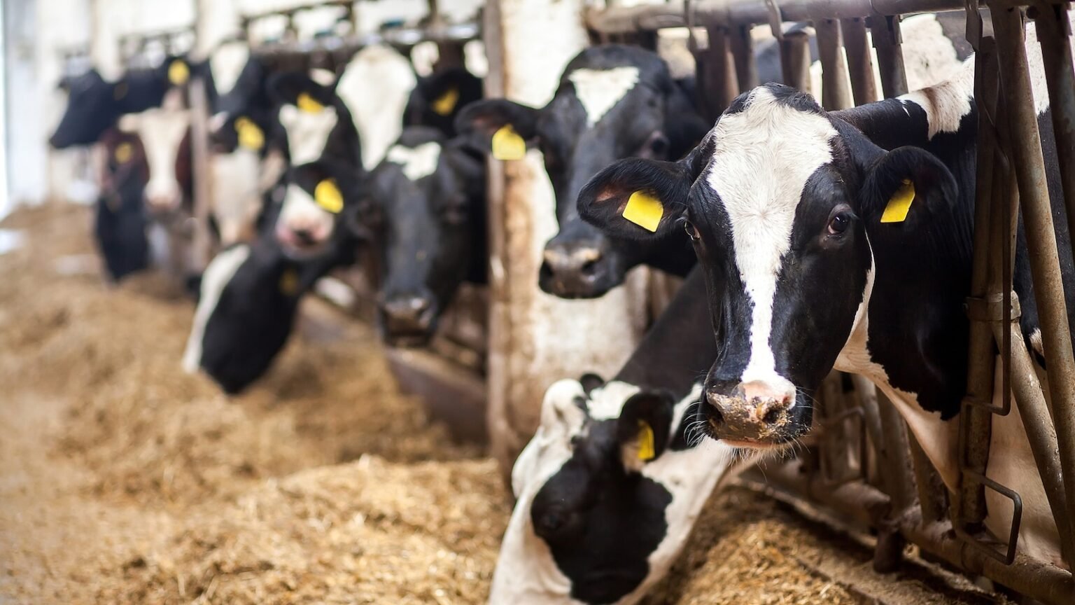 US dairy cows infected with 2nd form of bird flu for the 1st time: USDA