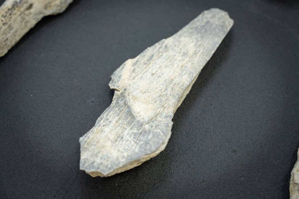 Ancient humans used bone tools a million years earlier than we thought