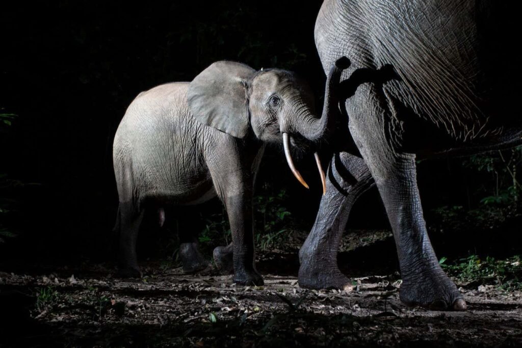 Camera trap spots endangered elephant mother and calf on the move