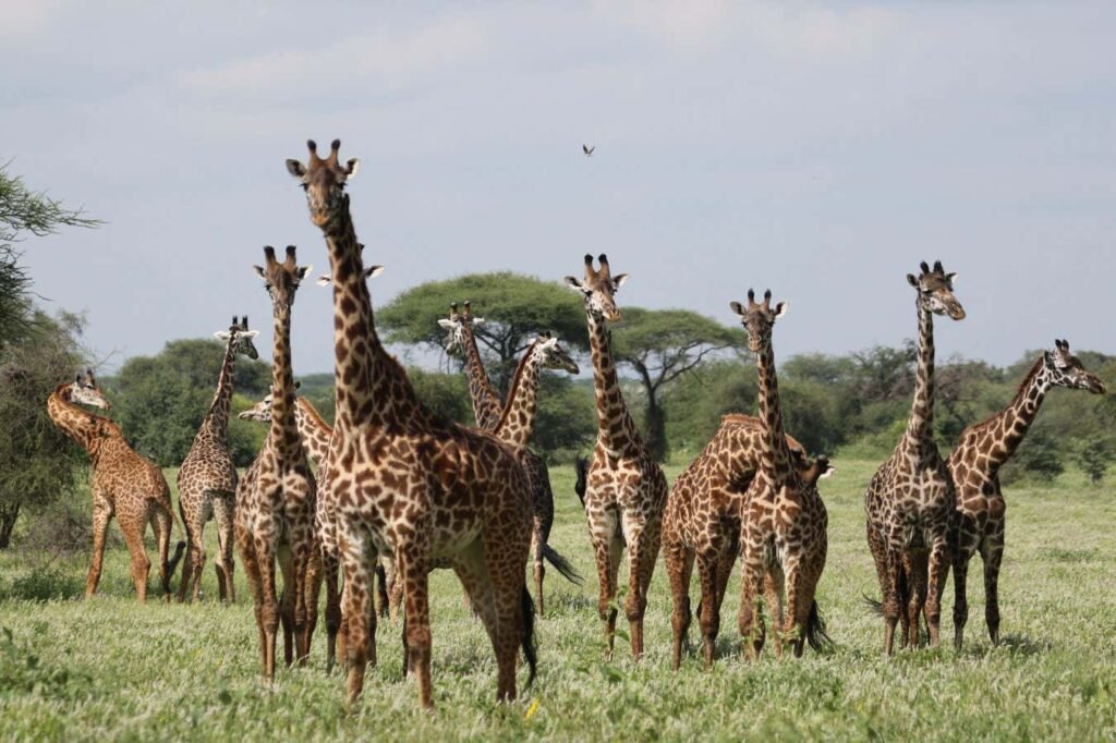 Why do giraffes have spots? Not for the reason you might think