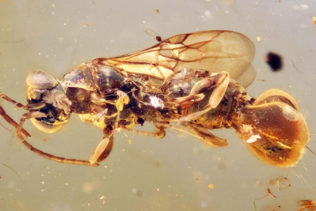 Ancient wasp preserved in amber may have used its rear end to trap flies