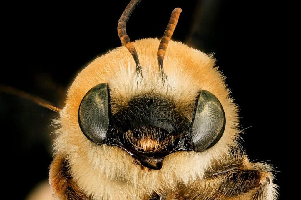 There Are 4,000 Species of Native Bees in the U.S.