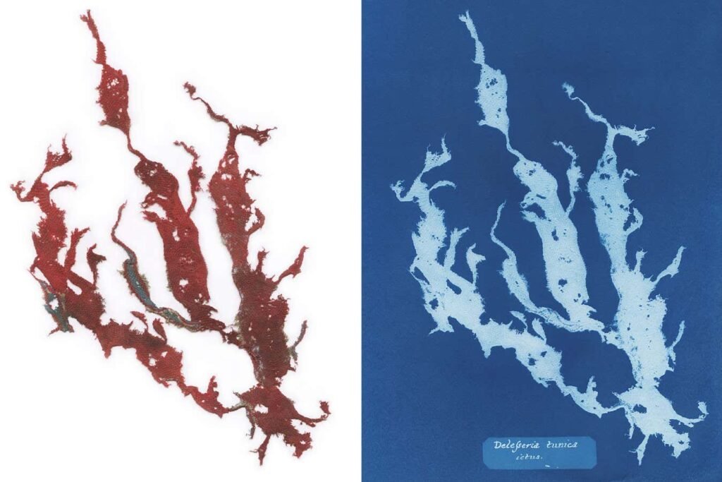 Washed-up clothing mimics seaweed in stunning cyanotypes