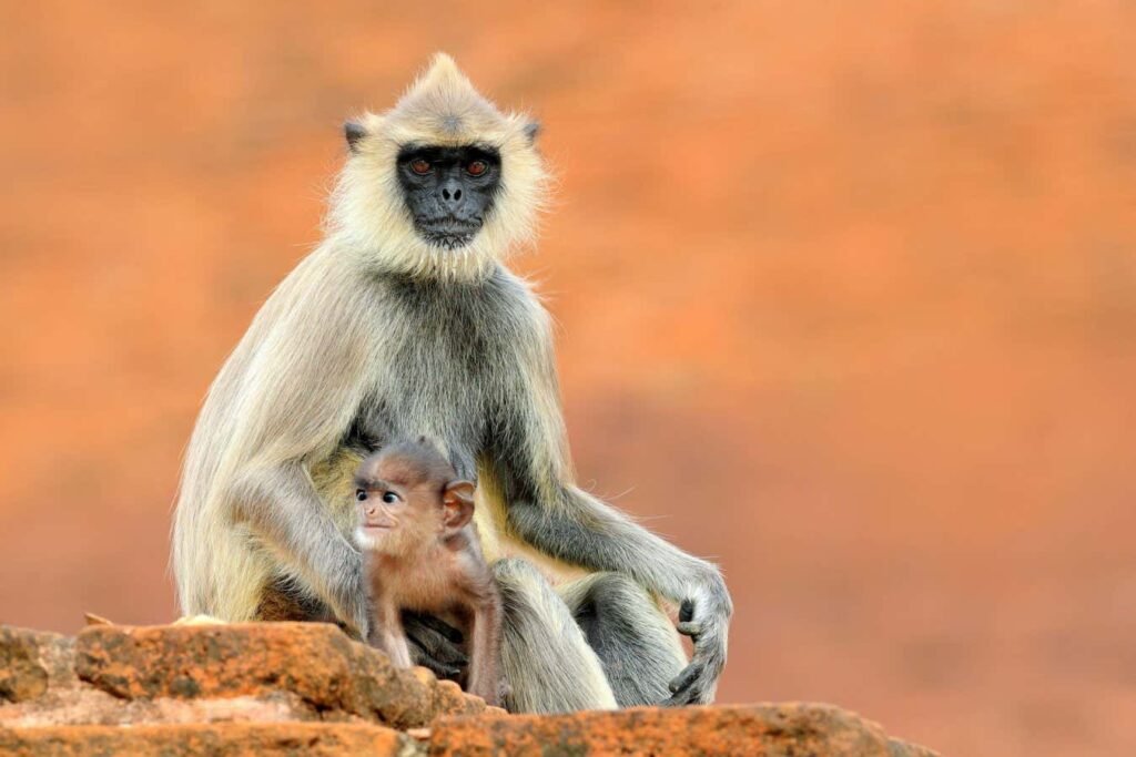 Monkeys use crafty techniques to get junk food from tourists
