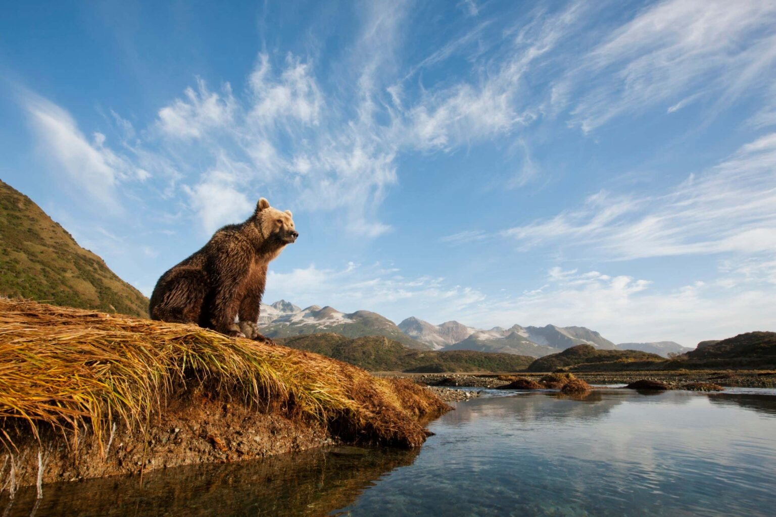 What the surprising lives of solitary animals reveals about us