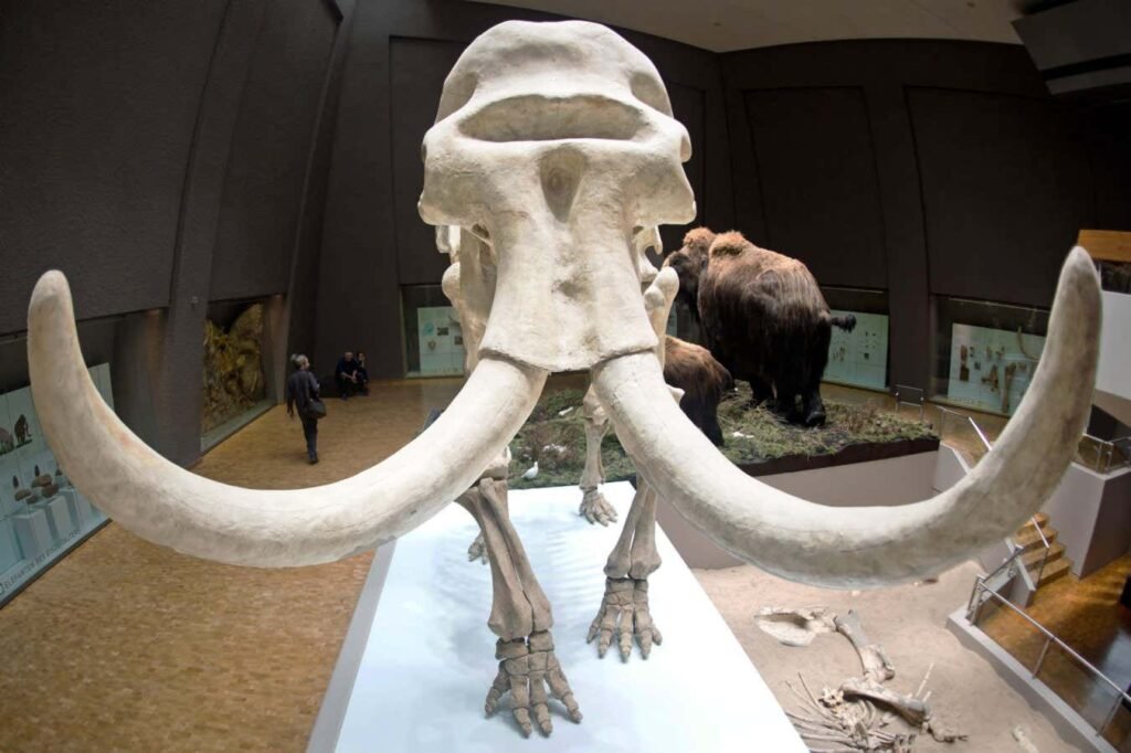 Mammoth tusk flakes may be the oldest ivory objects made by humans