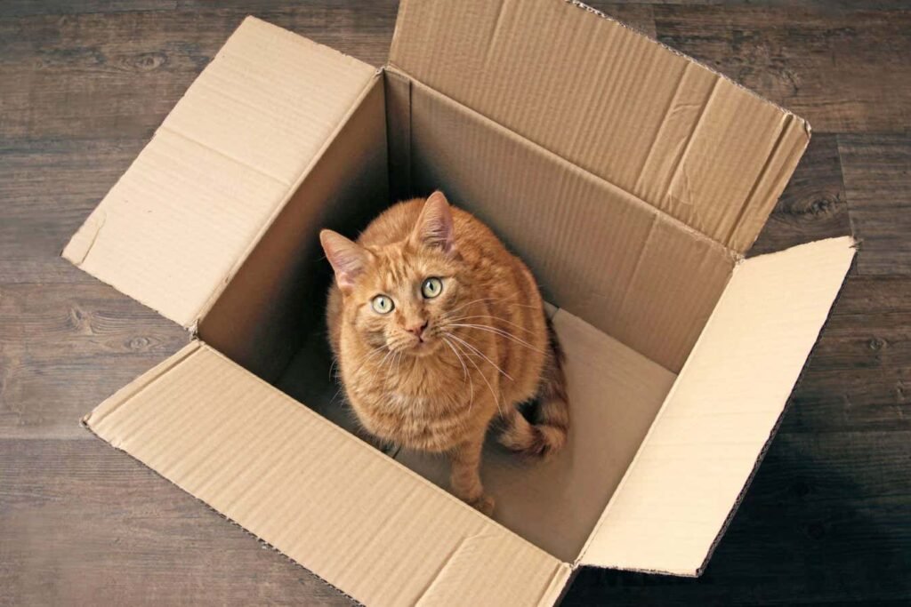 Where Schrödinger’s cat came from – and why it’s getting fatter