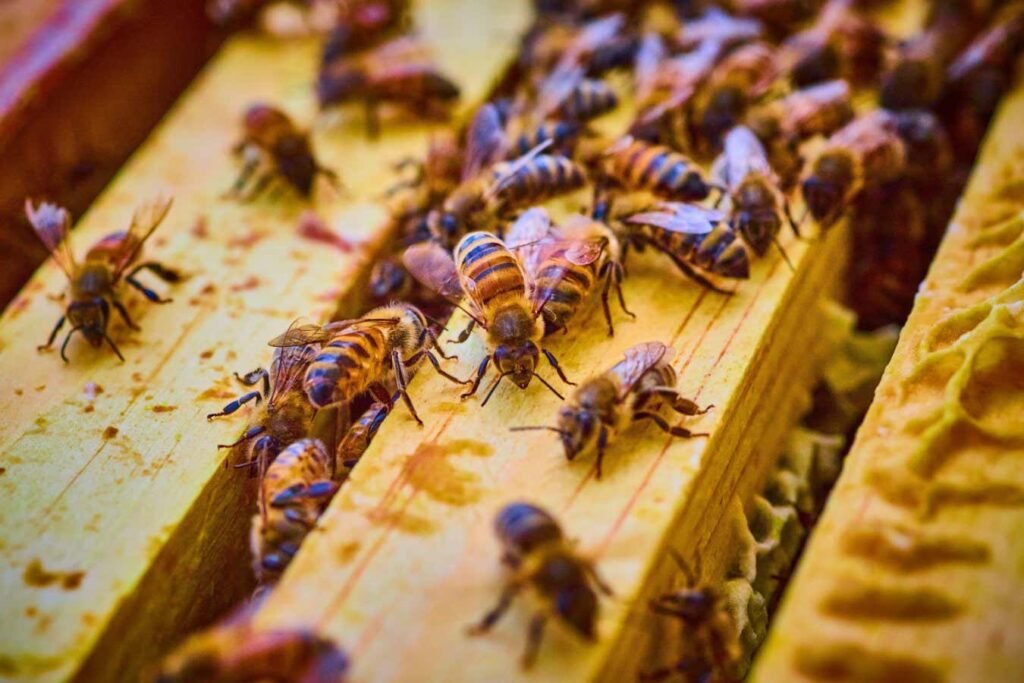 Largest ever US honeybee die-off has destroyed 1.6 million colonies