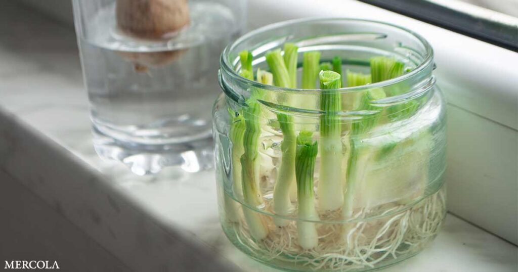 How to Regrow Vegetables at Home Using Kitchen Scraps