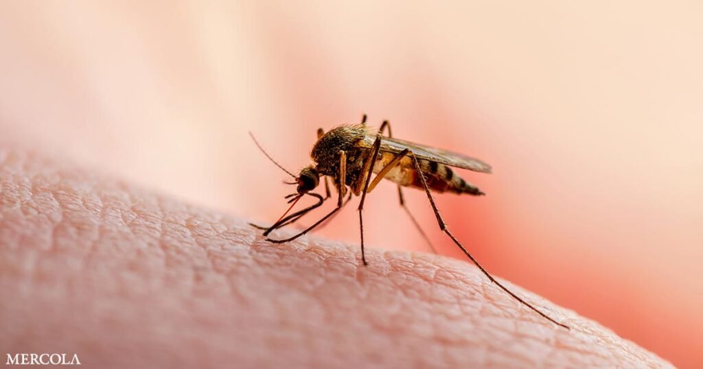 How to Keep Mosquitoes Away This Summer