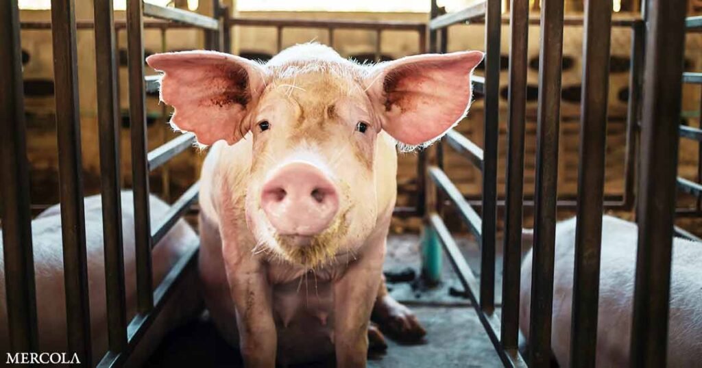 Why the FDA Still Allows a Carcinogen in Pork Products